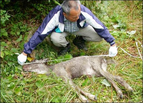 올무에 의해 숨진 산양, 몇 살이나 되었는지 확인하고 있다. 